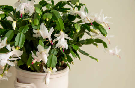Flowering Christmas cactus. Schlumbergera truncata houseplant. Closeupの写真素材