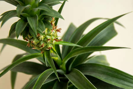 Pineapple plant (Ananas comosus) grows in the pot. Closeupの写真素材