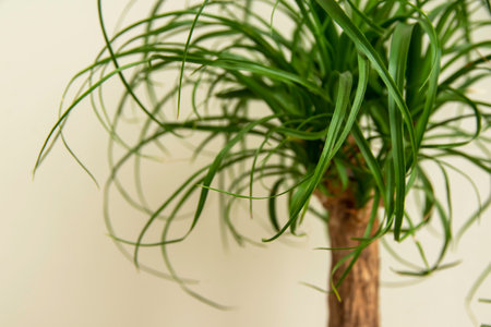The Beaucarnea Recurvata plant, also known as Ponytail Palm, or Nolinaの写真素材