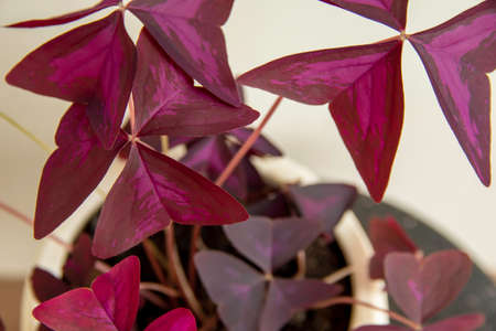 Purple Oxalis Triangularis Mijke plant in a decorative pot. Closeupの写真素材