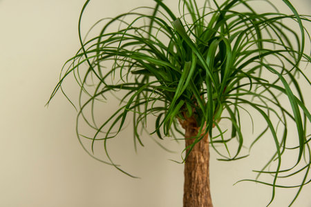 The Beaucarnea Recurvata plant, also known as Ponytail Palm, or Nolinaの写真素材