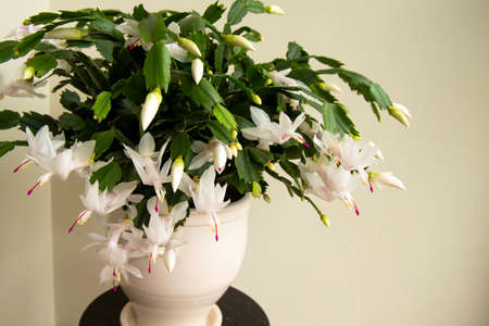 Flowering Christmas cactus. Schlumbergera truncata houseplant. Closeupの写真素材