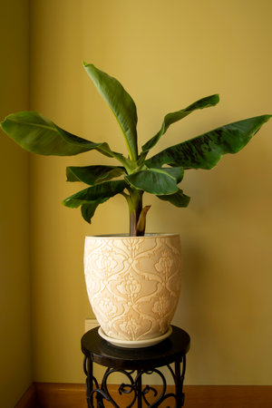 Banana Musa plant in pot. Exotic plant at home. Closeupの写真素材