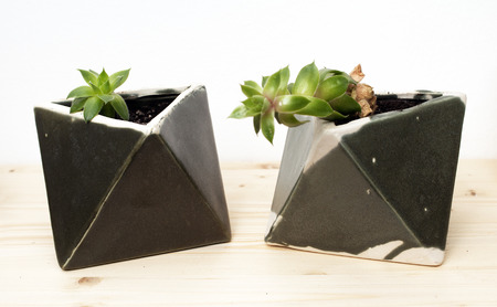 beautiful houseplants in geometric artistic pots isolated on whiteの写真素材