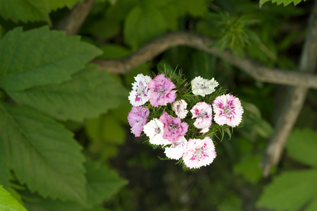 Bouquet of small turkish carnations on a leaf backgroundの写真素材