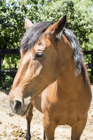 horse portrait standing in a fenced areaの写真素材