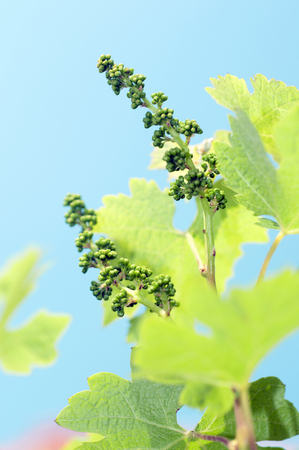 flowering of a grapewine on a blue sky sunny dayの写真素材