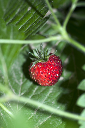 wild strawberry close upの写真素材