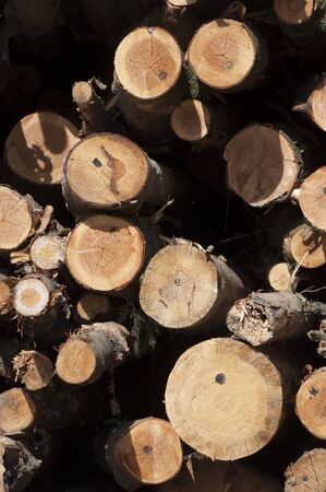 Logs stacked for cuttingの写真素材