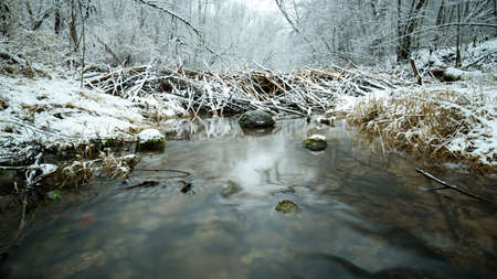 Beaver dam in the forest in winter on the GynÄ—vÄ— river in Lithuania. Animal constrution.