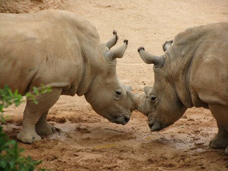 Rhinoceros locking hornsの写真素材