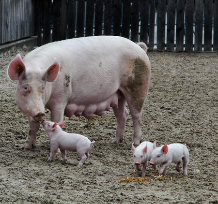 Mother pig bonding with babyの写真素材