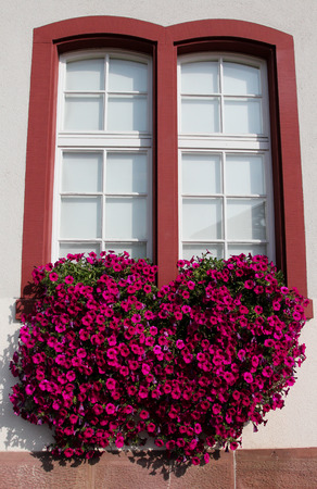 Window with petunias cascading from a flower boxの写真素材