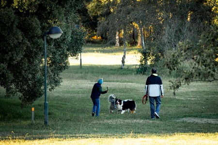 A child throws a stick at two dogs with his father nearby in the park. Back View.の写真素材