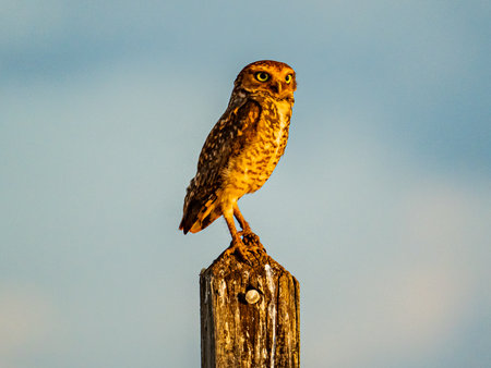 Little owl sitting on a post with blue sky background at sunset.の写真素材