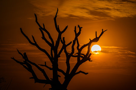 Silhouette of a dead tree at sunset in the countryside of Brazilの写真素材