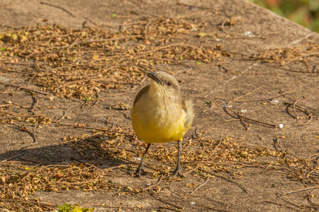 The suiriri-knight walking on grassの写真素材