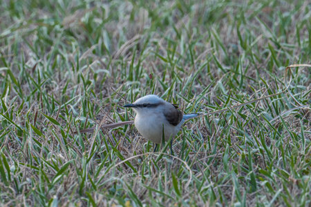 Close-up of a Masked Water-Tyrant on the Grass (Masked Washerwoman / Fluvicola nengeta)の写真素材