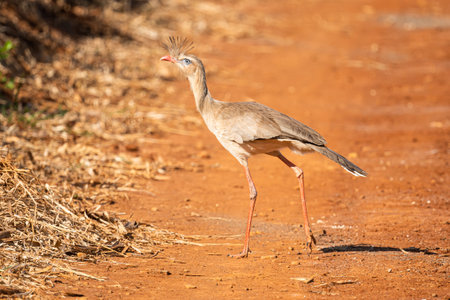 Siriema walking in search of food in the plains of the interior of Sao Pauloの写真素材