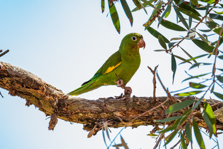 White-eyed Parakeet (White-eyed Parakeet - Psittacara leucophthalmus) in a branch of tree, in the countryside of Brazilの写真素材