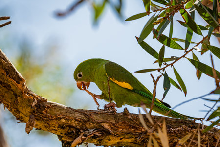 White-eyed Parakeet (White-eyed Parakeet - Psittacara leucophthalmus) in a branch of tree, in the countryside of Brazilの写真素材
