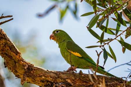 White-eyed Parakeet (White-eyed Parakeet - Psittacara leucophthalmus) in a branch of tree, in the countryside of Brazilの写真素材