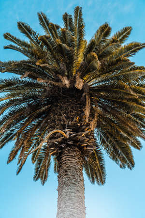 Palm treeの写真素材