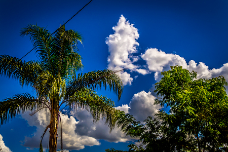 palm tree with blue sky and beautiful cloudsの写真素材