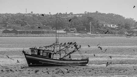 Rio de Janeiro, Brazil - CIRCA 2021: Fishing boat surrounded by seabirds during the day in Guanabara Bay, Rio de Janeiro, Southeastern Brazilのeditorial素材