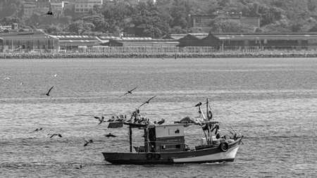 Rio de Janeiro, Brazil - CIRCA 2021: Fishing boat surrounded by seabirds during the day in Guanabara Bay, Rio de Janeiro, Southeastern Brazilのeditorial素材