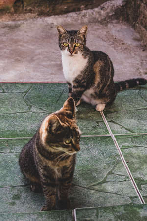 Photo of domestic cat (pet) in closed plan, with a fixed and cute look. Real animal in a real...