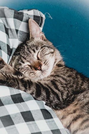 Photo of domestic cat (pet) in closed plan, with a fixed and cute look. Real animal in a real situation.の写真素材