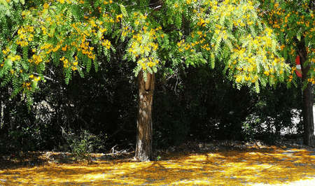 A tree with yellow and green leavesの写真素材