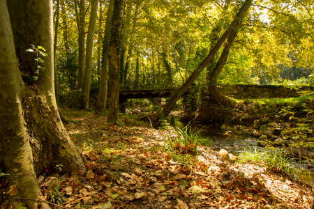 FotografÃ­a de un arroyo en el bosqueの写真素材