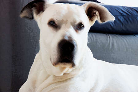 A big white dog with a black muzzle looks at you behind a background col