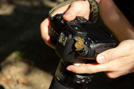 Photograph of a butterfly posing on the cameraの写真素材