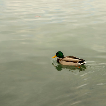 Photograph of Royal duck, mallard duck, (anas platyrhynchos) in Lake Banyoles, Catalunya, Spainの写真素材