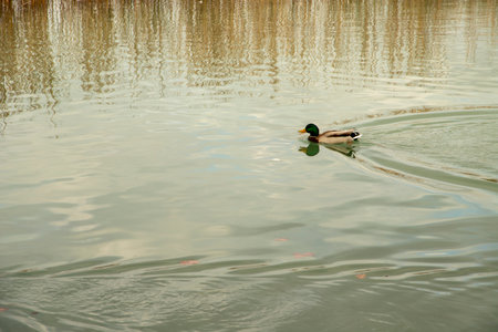 Photograph of Royal duck, mallard duck, (anas platyrhynchos) in Lake Banyoles, Catalunya, Spainの写真素材
