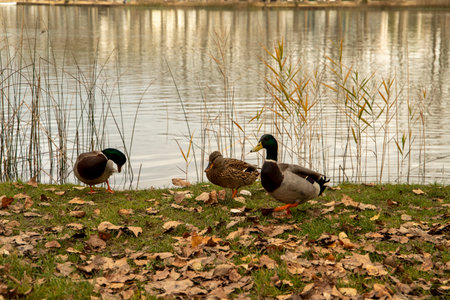 Photograph of Royal duck, mallard duck, (anas platyrhynchos) in Lake Banyoles, Catalunya, Spainの写真素材