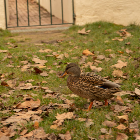 Photograph of Royal duck, mallard duck, (anas platyrhynchos) in Lake Banyoles, Catalunya, Spainの写真素材