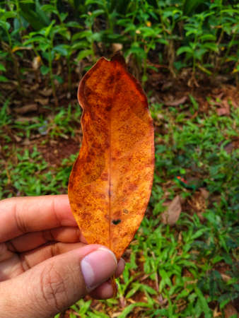 photo of dry leaves holding in the gardenの写真素材