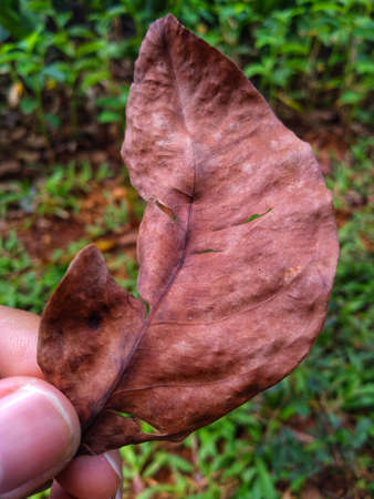 photo of dry leaves holding in the garden