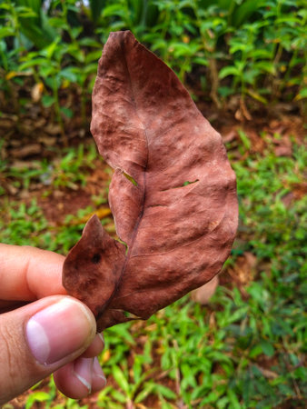 photo of dry leaves holding in the gardenの写真素材