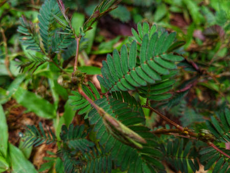shy princess leaves in the gardenの写真素材