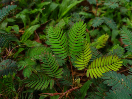 shy princess leaves in the gardenの写真素材