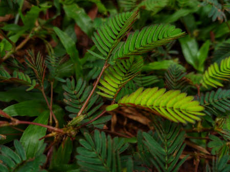 shy princess leaves in the gardenの写真素材