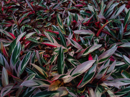 photo of green and red leaves in the gardenの写真素材
