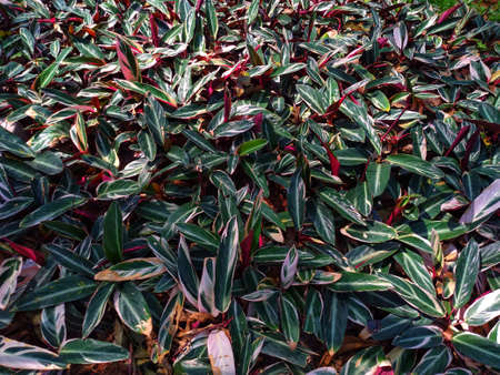 photo of green and red leaves in the gardenの写真素材
