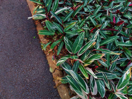 photo of green and red leaves in the gardenの写真素材