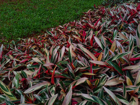 photo of green and red leaves in the gardenの写真素材